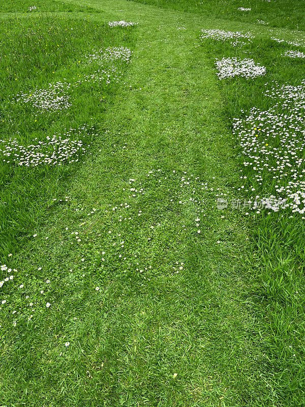 花园草坪维护修剪的路径strip，常见的雏菊(多年生Bellis perennis)和毛茛(毛茛)生长在绿色草坪，上升的观点，重点前景